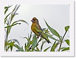 Viherpeippo European Greenfinch * 2122 x 1559 * (1.97MB)